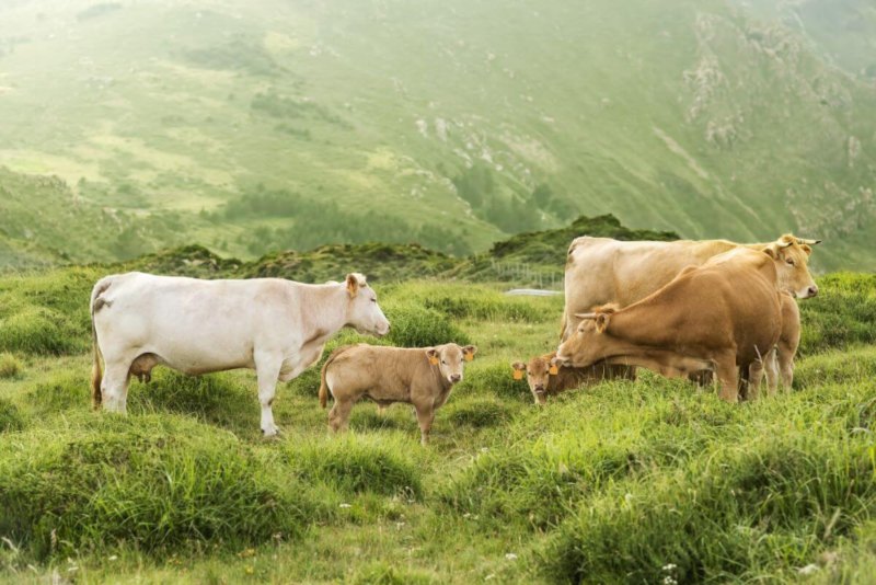 venta de vacas en España