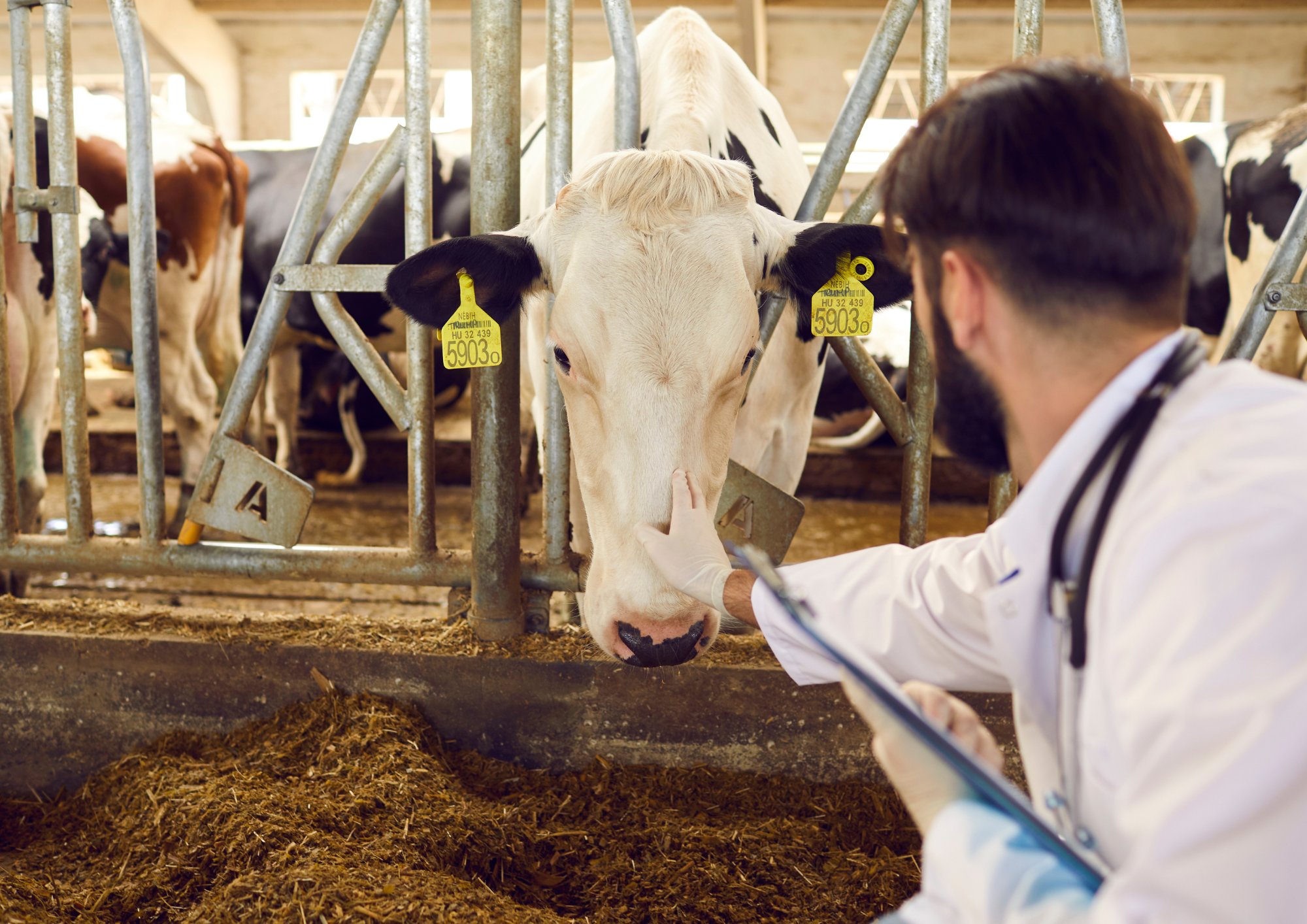 veterinario atendiendo a una vaca