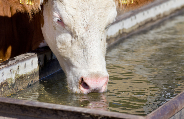 Water for dairy cows: why quality, access and management matter